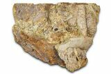 Fossil Hadrosaur Tooth & Bone Sections in Sandstone - Wyoming #370613-1